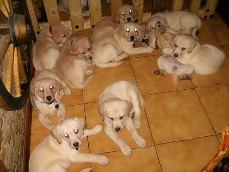 Labrador Chiot